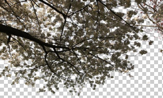 below, blooming, blossom, branch, cutout, cutout trees, day, spring, sunny
