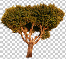 broad-leaf tree, broad-leaved tree, cutout, cutout plants, cutout trees, day, dusk, eye level view, sunny, tree