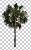 cutout, cutout plants, cutout trees, day, desert fan palm, direct sunlight, evergreen, eye level view, natural light, palm, spring, sunny, tree, Washingtonia filifera