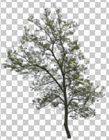 afternoon, ambient light, broad-leaf tree, broad-leaved tree, cutout, cutout plants, cutout trees, day, deciduous, diffuse, diffused light, eye level view, natural light, overcast, spring, tree