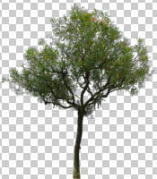 broad-leaf tree, broad-leaved tree, cutout, cutout trees, day, diffuse, diffused light, eye level view, flowering, spring