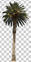 afternoon, Canary island date palm, cutout, cutout plants, cutout trees, day, direct sunlight, evergreen, eye level view, palm, Phoenix canariensis, spring, sunny, tree, tropical
