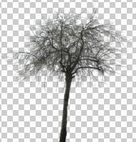 afternoon, ambient light, broad-leaf tree, broad-leaved tree, cloudy, cutout, cutout plants, day, deciduous, diffuse, diffused light, eye level view, natural light, overcast, tree, winter