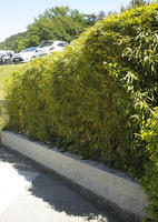 bamboo, bush, day, direct sunlight, eye level view, Italia , shrub, spring, sunny, Toscana