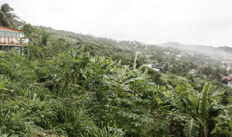 Barbados, day, elevated, natural light, palm, spring, tropical, vegetation, woodland