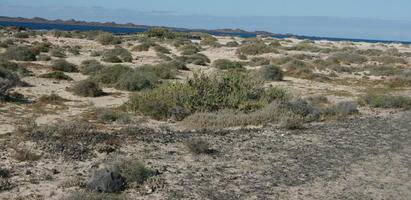 Canarias, day, desert, eye level view, Las Palmas, shrubland, Spain, summer, sunny