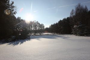 afternoon, backlight, bright, coniferous, day, eye level view, Poland, snow, sunny, tree, treeline, Wielkopolskie, winter, woodland
