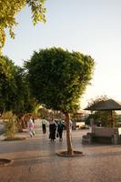 day, dusk, East Timor, Egypt, Egypt, eye level view, natural light, street, tree, vegetation