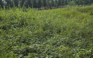 day, eye level view, Poland, shrubland, summer, sunny, Wielkopolskie, Wolsztyn