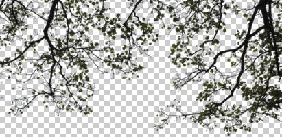 ambient light, autumn, bough, branch, broad-leaf tree, cutout, cutout plants, cutout trees, day, deciduous, diffuse, diffused light, eye level view, leaves, natural light, plant, tree, twig