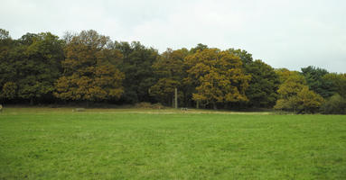 afternoon, autumn, cloudy, day, deciduous, England, eye level view, grass, lawn, open space, outdoors, park, The United Kingdom, tree, treeline, vegetation, Wimbledon