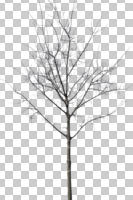 cutout, cutout trees, day, deciduous, diffuse, diffused light, eye level view, spring, young