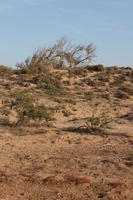 autumn, bush, day, desert, direct sunlight, Essaouira, eye level view, Morocco, natural light, sunlight, sunny, sunshine, vegetation