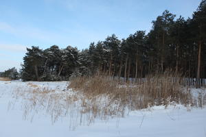afternoon, bright, coniferous, day, eye level view, Poland, shrub, snow, sunny, tree, Wielkopolskie, winter