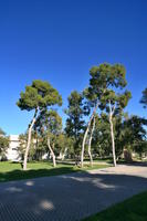Alicante, day, eye level view, pavement, Spain, sunny, tree, Valenciana