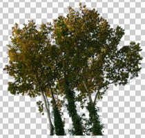 autumn, broad-leaf tree, broad-leaved tree, cutout, cutout plants, cutout trees, day, deciduous, eye level view, sunny, tree