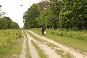 day, diffuse, diffused light, England, eye level view, London, natural light, park, road, spring, The United Kingdom, treeline
