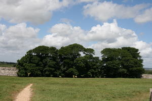 day, England, eye level view, field, grass, grove, Hastings, path, summer, sunny, The United Kingdom, tree, vegetation