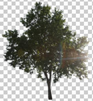 afternoon, broad-leaf tree, broad-leaved tree, cutout, cutout plants, cutout trees, day, deciduous, direct sunlight, eye level view, natural light, spring, sun glare, sunny, tree