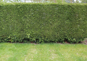 day, diffuse, diffused light, England, eye level view, garden, hedge, natural light, spring, The United Kingdom