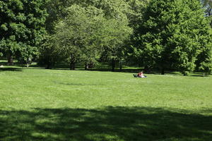 broad-leaf tree, broad-leaved tree, day, England, eye level view, grass, greenery, London, park, spring, sunny, The United Kingdom, tree
