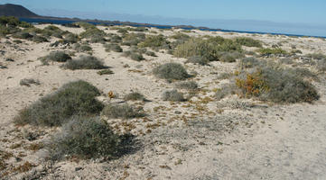 Canarias, day, desert, eye level view, Las Palmas, shrubland, Spain, summer, sunny