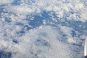 aerial view, bird