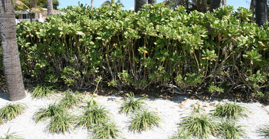 bush, day, eye level view, Florida, garden, palm, plant, Sarasota, sunny, sunshine, The United States, winter