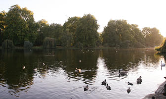 afternoon, autumn, bird, day, England, eye level view, lake, London, park, sunny, The United Kingdom, treeline