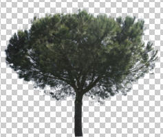 coniferous, cutout, cutout trees, day, diffuse, diffused light, evergreen, eye level view, pine, Pinus pinea, summer