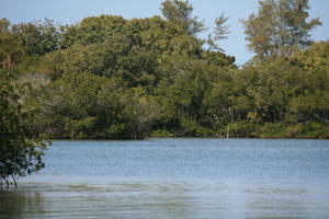 day, eye level view, Florida, mangrove, Miami, natural light, river, sunny, The United States, tree, tropical, vegetation, winter