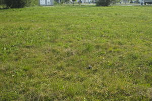 Croatia, day, direct sunlight, eye level view, grass, summer, sunny