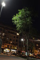 artificial lighting, below, Bilbao, night, Pais Vasco, Spain, tree, vegetation
