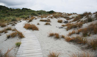 day, diffuse, diffused light, eye level view, grass, natural light, New Zealand, overcast, path, plant, sand dune, summer, West Coast