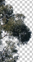 autumn, below, broad-leaf tree, broad-leaved tree, cutout, cutout trees, day, sunny