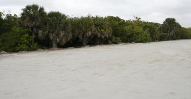 ambient light, beach, day, diffuse, diffused light, eye level view, Florida, overcast, palm, The United States, tropical, vegetation, winter