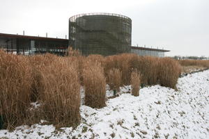 day, eye level view, France, natural light, overcast, reed, snow, winter