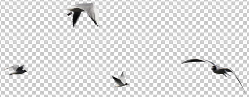 bird, cutout, day, eye level view, natural light, winter