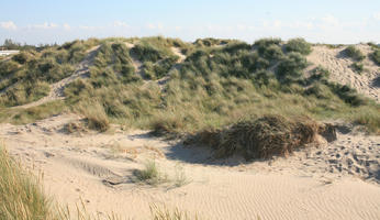 beach, Belgium, day, dunes, eye level view, grass, summer, sunny