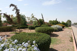 autumn, bush, day, eye level view, flower, garden, Marrakech, Marrakesh, Morocco, park, sunny, tree