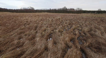 afternoon, day, diffuse, diffused light, eye level view, field, Kopanica, Poland, treeline, Wielkopolskie, winter