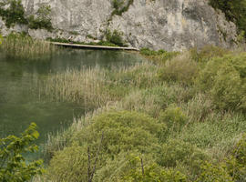 Croatia, day, diffuse, diffused light, elevated, Karlovacka, lake, natural light, reed, summer